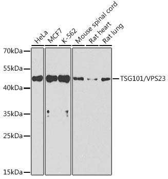 TSG101 Antibody in Western Blot (WB)