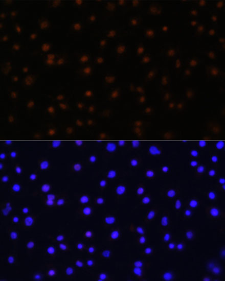 NPAS2 Antibody in Immunocytochemistry (ICC/IF)