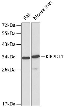 KIR2DL1 Antibody in Western Blot (WB)