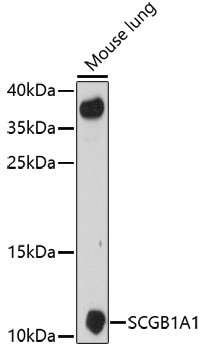 Uteroglobin Antibody in Western Blot (WB)