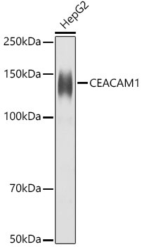 CEACAM1 Antibody in Western Blot (WB)