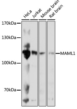 MAML1 Antibody in Western Blot (WB)