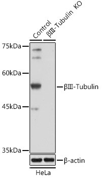 Beta III Tubulin Antibody in Western Blot (WB)