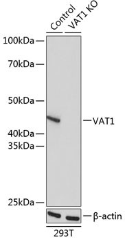 VAT1 Antibody