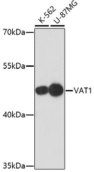 VAT1 Antibody in Western Blot (WB)