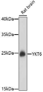 YKT6 Antibody in Western Blot (WB)