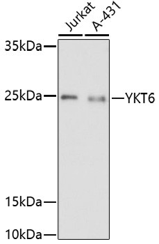 YKT6 Antibody in Western Blot (WB)