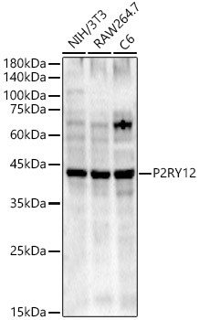 P2Y12 Antibody in Western Blot (WB)