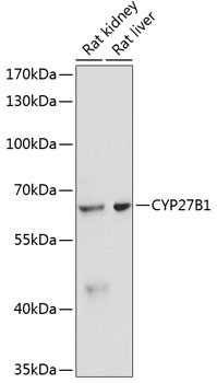 CYP27B1 Antibody in Western Blot (WB)