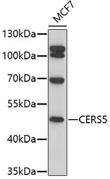 Lass5 Antibody in Western Blot (WB)