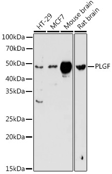 PGF Antibody in Western Blot (WB)