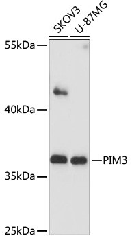 PIM3 Antibody in Western Blot (WB)