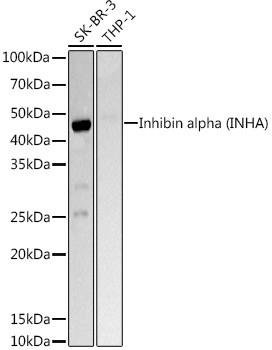 INHA Antibody in Western Blot (WB)