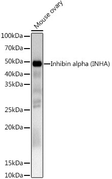 INHA Antibody in Western Blot (WB)