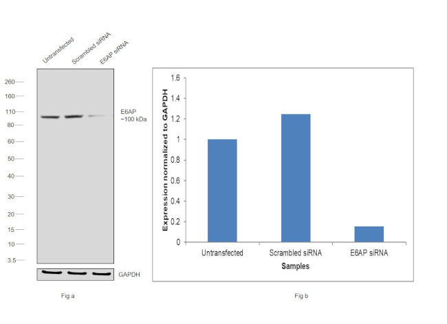 E6AP Antibody