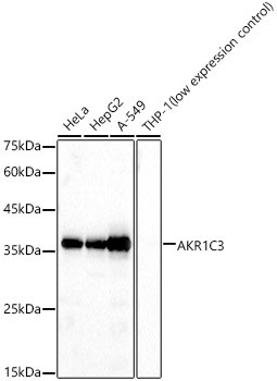 AKR1C3 Antibody in Western Blot (WB)