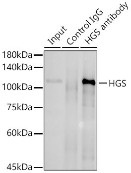 HGS Antibody in Immunoprecipitation (IP)