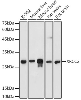 XRCC2 Antibody in Western Blot (WB)