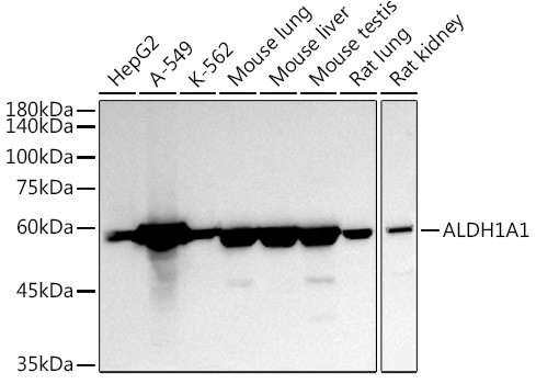 ALDH1A1 Antibody in Western Blot (WB)