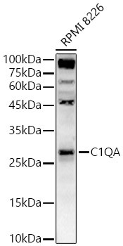 C1QA Antibody in Western Blot (WB)