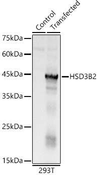 HSD3B2 Antibody in Western Blot (WB)