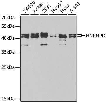 hnRNP D Antibody in Western Blot (WB)