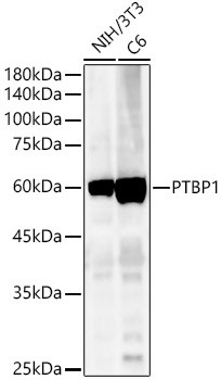 PTBP1 Antibody in Western Blot (WB)