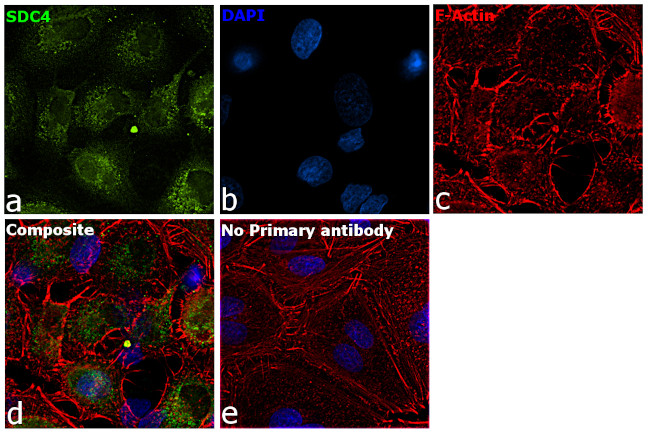 Syndecan 4 Antibody in Immunocytochemistry (ICC/IF)