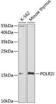 POLR2J Antibody in Western Blot (WB)