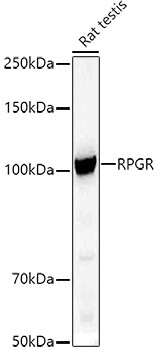 RPGR Antibody in Western Blot (WB)