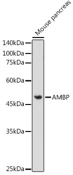 alpha-1 Microglobulin Antibody in Western Blot (WB)