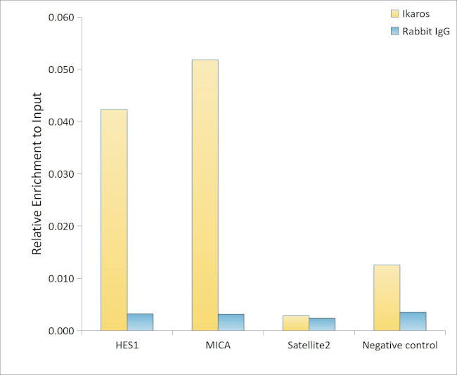 IKAROS Antibody in ChIP Assay (ChIP)