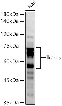 IKAROS Antibody in Western Blot (WB)