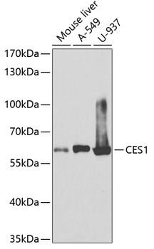 CES1 Antibody in Western Blot (WB)