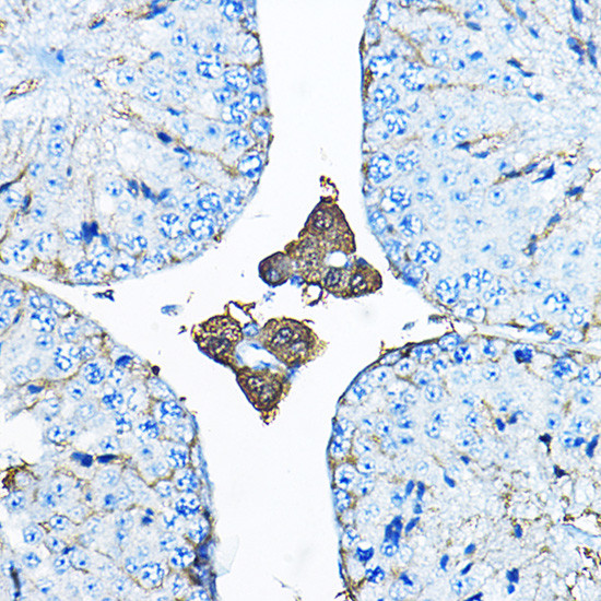 Iduronate 2 Sulfatase Antibody in Immunohistochemistry (Paraffin) (IHC (P))