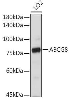 ABCG8 Antibody in Western Blot (WB)