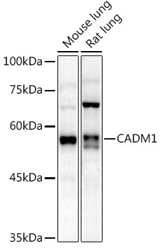 CADM1 Antibody in Western Blot (WB)