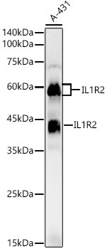 IL1R2 Antibody in Western Blot (WB)