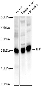 IL-11 Antibody in Western Blot (WB)