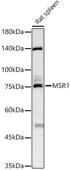 CD204 Antibody in Western Blot (WB)