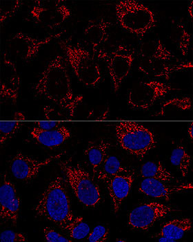 TFAM Antibody in Immunocytochemistry (ICC/IF)