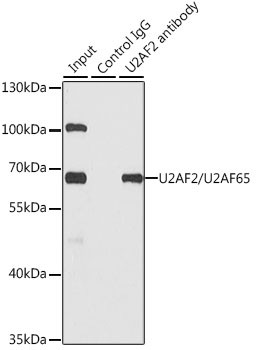 U2AF2 Antibody in Immunoprecipitation (IP)