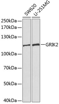 GluR6 Antibody in Western Blot (WB)