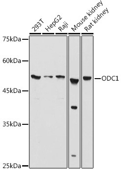 ODC1 Antibody in Western Blot (WB)