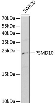 PSMD10 Antibody in Western Blot (WB)