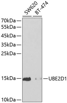 UBE2D1 Antibody in Western Blot (WB)