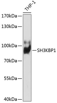 SH3KBP1 Antibody in Western Blot (WB)