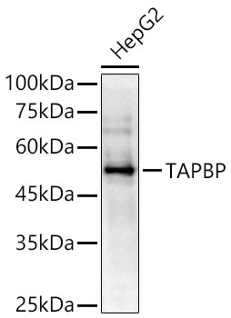 Tapasin Antibody in Western Blot (WB)