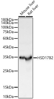 HSD17B2 Antibody in Western Blot (WB)