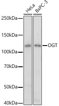 OGT Antibody in Western Blot (WB)